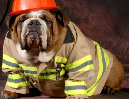 July 15th is Pet Fire Safety Day